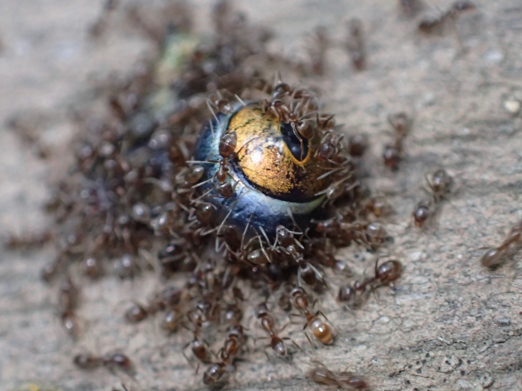 Argentine Ant Control identification photo — Gardena, CA pest information