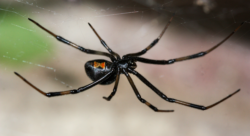 Black Widow Control identification photo — Burbank, CA pest information