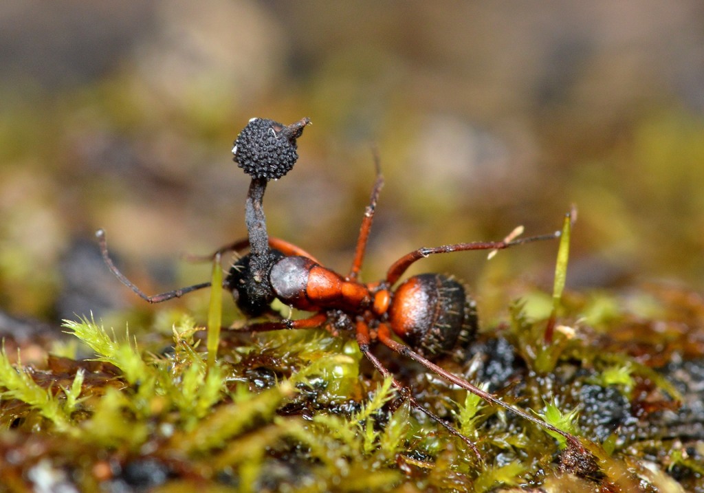 Carpenter Ant Control identification photo — Torrance, CA pest information