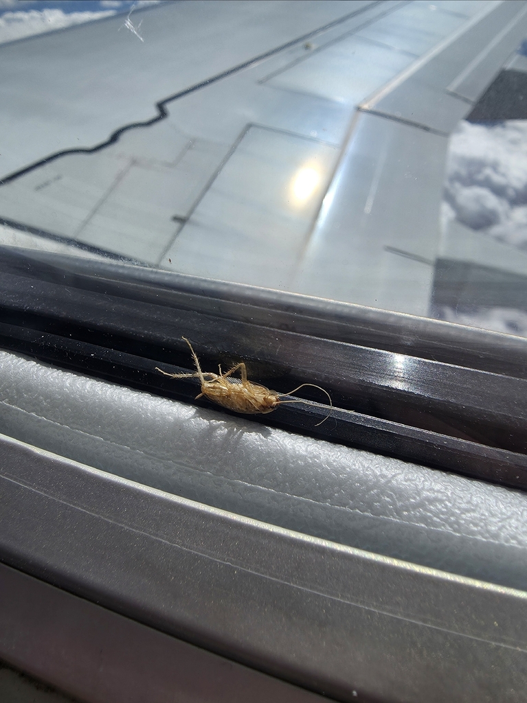 German Roach Extermination identification photo — Burbank, CA pest information