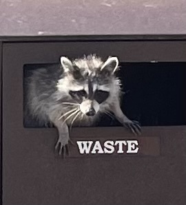Raccoon Removal identification photo — Burbank, CA pest information